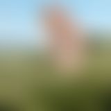 Ein Bett im Kornfeld