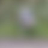 Waldspaziergang 8.12.2019