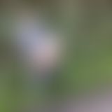 Waldspaziergang 8.12.2019