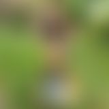 GUMMISTIEFEL SHOOTING